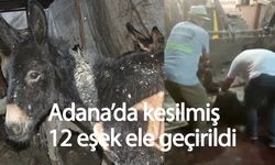 Adana'da kesilmiş at ve eşek etleri imha edildi