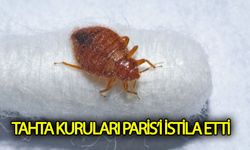 Tahtakuruları Paris'i istila etti