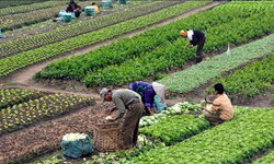 Tarımsal üretim uyuşmazlıklarında arabuluculuk şartı