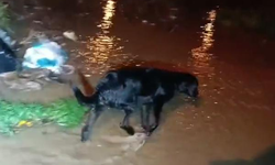 Çanakkale'de şiddetli yağış! Dere taştı