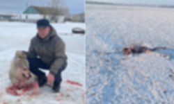 Kurgan bölgesinde kurt sürüsü bir adamı yedi