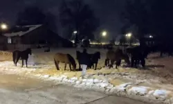 Aç kalan yılkı atları şehre indi