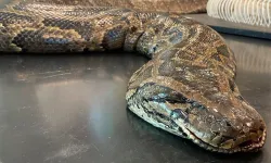 Dünyanın en büyük yılanı yakalandı