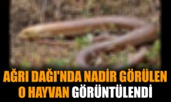 Ağrı Dağı'nda nadir görülen o hayvan görüntülendi