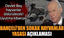 Bahçeli'den sokak hayvanları yasası açıklaması