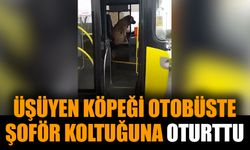 Üşüyen köpeği otobüste şoför koltuğuna oturttu