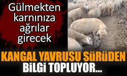 Kangal yavrusu sürüden bilgi topluyor… Gülmekten karnınıza ağrılar girecek