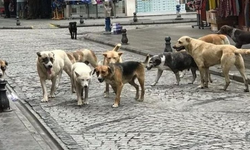 Bakan Koca'dan sokak köpeklerine ilişkin açıklama