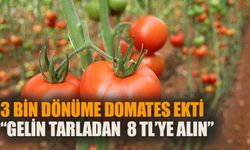 3 bin dönüme domates ekti, gelin tarladan 8 TL'ye alın