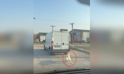 Minibüs köpeği iple çekti, görüntüler şok etti