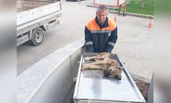 Yaralı köpek için belediye personelinden örnek davranış