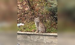 Tokat'ta Nesli Tehlikede Olan Vaşak Görüntülendi