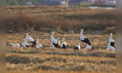 Kuşların Göç Yolları Haritalandı