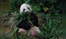 Xingqiu ve Yilan, Avustralya'da Yeni Bir Başlangıç Yapıyor