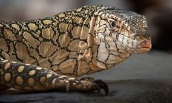 Perentie Kertenkelelerinin İlk Yavruları Dünyaya Geldi