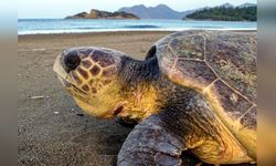 Muğla'da Deniz Kaplumbağalarına Müdahale Eden Ziyaretçilere Ceza Uygulanacak