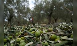 Zeytinyağı Fiyatları Ocak'ta Belirleniyor