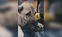 Saldırıya Uğrayan Köpek Sağlık Gözetiminde