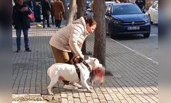 Avcılar'da Sokak Kedisine Saldıran Yasaklı Irk Köpeğin Sahibi Tutuklandı