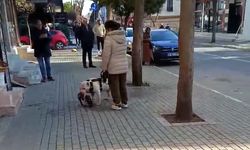 Avcılar'da Pitbull Sahibi Tutuklandı: Sokak Kedisi Öldürüldü