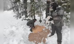 Uludağ'da Yaban Hayvanları İçin Yem Bırakıldı