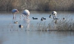 Milleyha Gölü'nde Flamingo Ziyareti