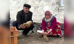 Yavru Köpekler İçin Biberon Dönemi Başladı