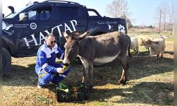 'Kadife' isimli kedi, ağaca bağlandıktan sonra tedavi edilerek sağlığına kavuştu