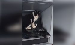 ATM Önünde Bekleyen Kedi, Kullanıcıları Durdurdu