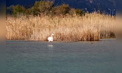 Kemer'de Flamingoların Görülmesi Yerli ve Yabancı Turistleri Büyüledi