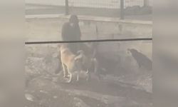 Ankara'da Hamile Kadına Başka Bir Saldırı: Başıboş Köpekler Tehlike Saçtı