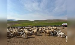 Pertek İlçesi'nde Hayvan Ölümleri Nedeniyle Karantina Uygulaması Başlatıldı