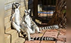 Lemurlar Kış Aylarında Güneşle Buluşuyor