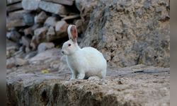 Akdamar Adası'ndaki Tavşan Sorunu İçin Acil Çözüm Çağrısı