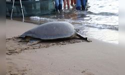 Caretta Caretta'nın Lansinoh Rotası 18 Bin Kişi Tarafından İzlenildi