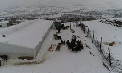 Köyde Yeni Bir Hayat: Şehirden Sıyrılanların Tercihi Hayvancılık