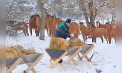 Bolu'da Yılkı Atları İçin Yem Bırakıldı