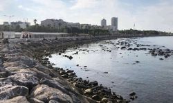 İskenderun Kıyılarında Deniz Seviyesi Dikkat Çekici Şekilde Düştü