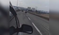 Diyarbakır'da Deve Kuşu Trafiği Alt Üst Etti