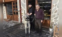 Usta Sanatçıdan Kangal Köpeği Heykeli