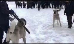 Erzurum'da Köpek Dövüşü Yapan İki Kişi Hakkında Yasal İşlem Başlatıldı