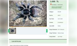 Yasa Dışı Tarantula Satışı İnternette Yaygınlaşıyor