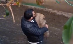 Ataşehir'de Köpeğini Kurtarmaya Çalışan Kişi Derede Mahsur Kaldı