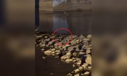 Diyarbakır'da Üç Su Samuru Görüntülendi