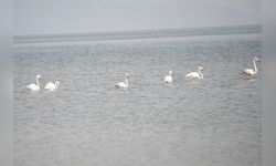 İznik Gölü'nde Flamingo Konaklaması