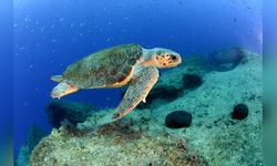 Caretta Caretta'ların Çiftleşme Dönemi Başladı