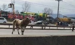 Kaçan Boğa Trafiği Felç Etti