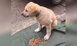 Ordu'da Yavru Köpeklere Çarpan Sürücü Olay Yerinden Kaçtı