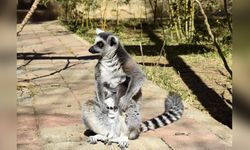 Antalya Doğal Yaşam Parkı'nda Üç Lemur Yavrusu Doğdu