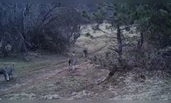 Türkiye'de Yaban Hayatı Fotokapanlarla Belgelendi